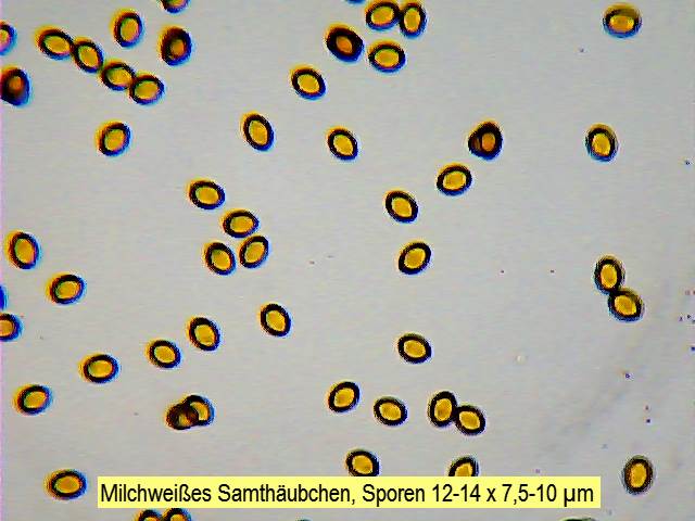 Sporen Milchweißes Samthäubchen